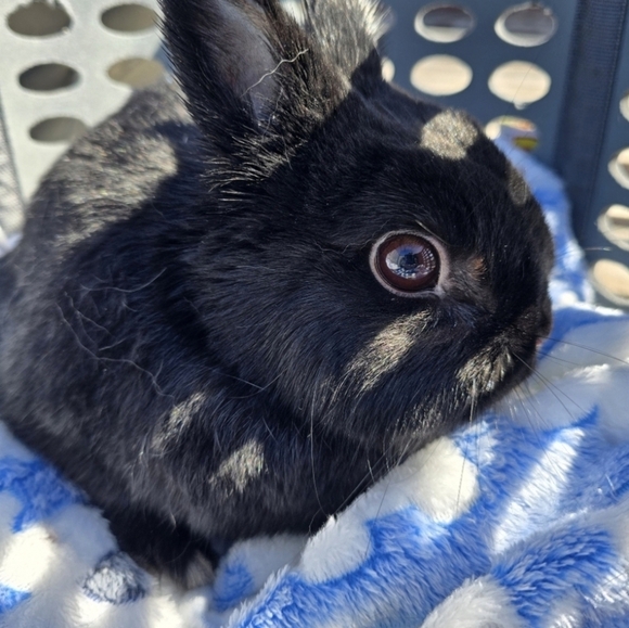 10mm Natural Blue Cat Eye - Picture 11 of 11